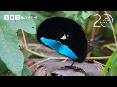 Extraordinary Bird of Paradise Courtship Dance | 20 Years of Planet Earth | BBC Earth thumbnail