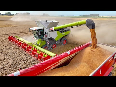 First Day out with the NEW Combine | Claas Lexion 8900 vs 780 | Seed Wheat Harvest '24 - KMWP Farms thumbnail
