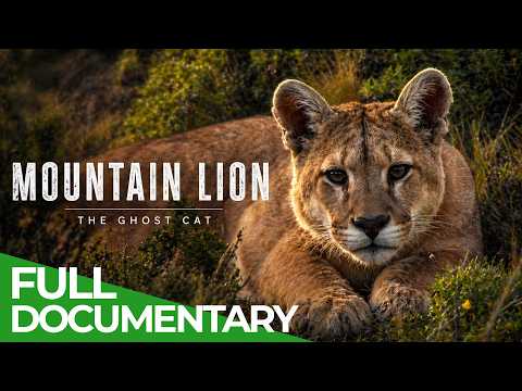 Mountain Lion: The Ghost Cat | Free Documentary Nature thumbnail