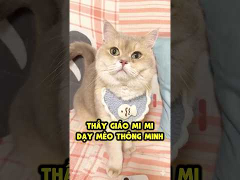 Mi Mi đào tạo mèo rất thông minh 🙀🧠 thumbnail