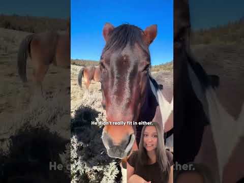 Zonkey Who Couldn’t Get Along With Anyone Finds His Perfect Match | The Dodo thumbnail