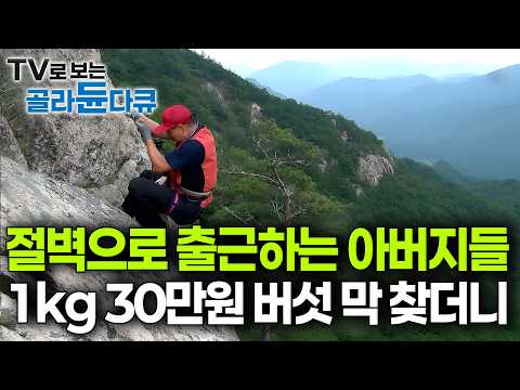 "길 있는 곳에 귀한 게 있겠습니까" 목숨 걸고 등반로 벗어나 90도 절벽 아래서 찾아낸 1kg에 30만 원 버섯의 실체｜고산 버섯 채취꾼｜극한직업｜#골라듄다큐 thumbnail