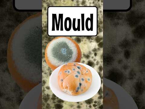 Mould Explained ? Gross but Cool Science! | 60 Seconds of Wow #funscience #kidslearning thumbnail