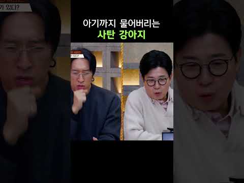 아이한테 입질하는 사탄 강아지 #개와늑대의시간2 thumbnail