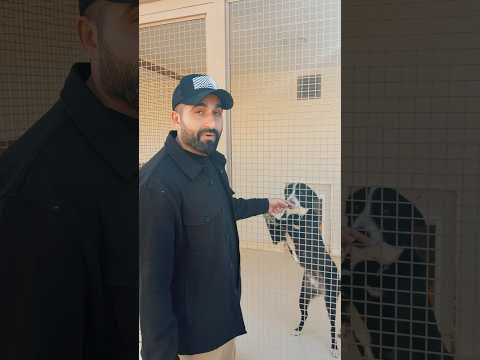 أول ملجأ حيوانات في السعودية thumbnail