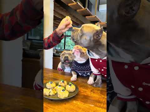 Bolinho de Batata Doce com Atum, Creme de Ricota de Búfala e Mirtilo 🐾🤩 thumbnail