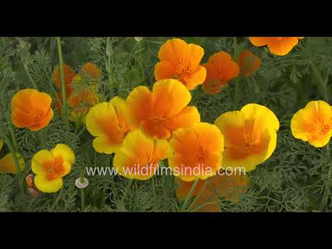 California Poppies swaying gracefully through light and temperature changes | Time-Lapse thumbnail