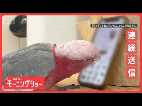 高速でスマホを使いこなすオウムさん　スタンプ連続送信！　カメラも起動してパシャリ【羽鳥慎一モーニングショー】(2026年6月2日) thumbnail