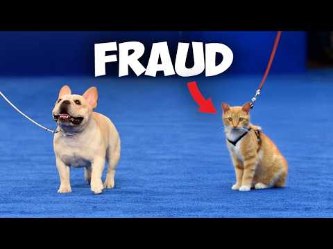I Snuck A Cat Into A Dog Show thumbnail