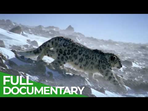 Stealth Hunters - Predator and Prey | Free Documentary Nature thumbnail