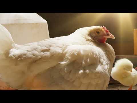 AGRO INFO | 03.06.2026 | TV Republika thumbnail