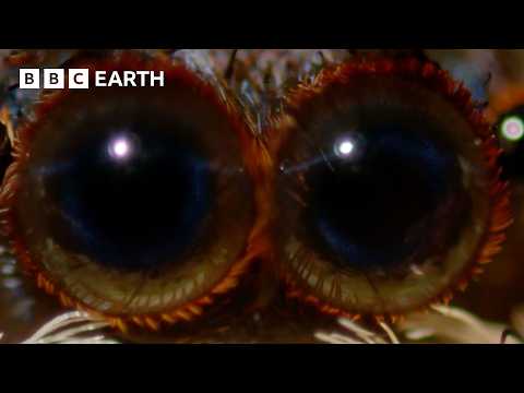 The Most Unique Creatures of our Hidden Forests | BBC Earth thumbnail