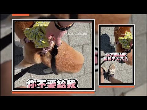 柴犬大熱天躺地上耍賴　主人無奈整隻拎起XD thumbnail