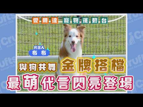 與狗共舞金牌搭檔 最萌代言閃亮登場/愛爾達電視20260601 thumbnail