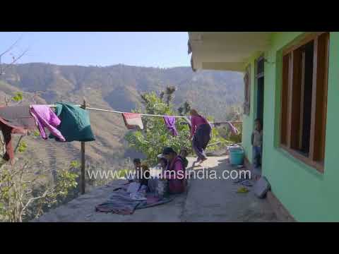 Village life and Deodar forests in the Garhwal Himalayas Uttarakhand thumbnail