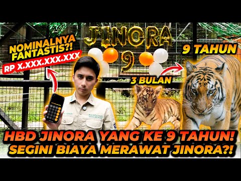 HAPPY BIRTHDAY JINORA YANG KE 9 TAHUN! SEGINI BIAYA MERAWAT HARIMAU SELAMA 9 TAHUN! thumbnail