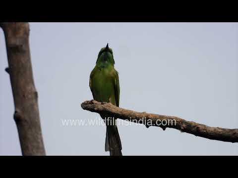 Male Oriental Magpie-Robin and Asian Green Bee-eater perched in Wilderness Orchard thumbnail