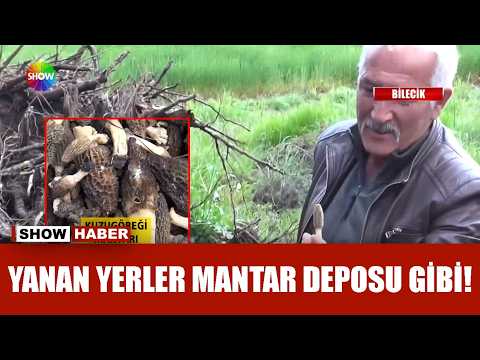 Yanan orman gelir kapısı oldu! thumbnail
