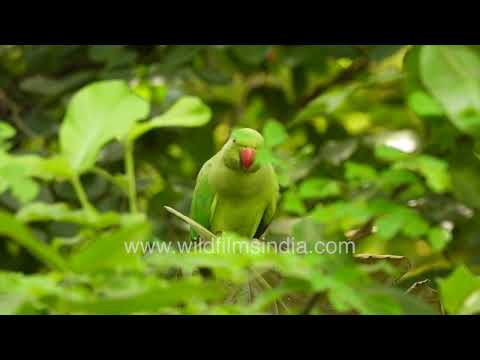 Rose-ringed Parakeet perched in Wilderness Orchard foliage thumbnail