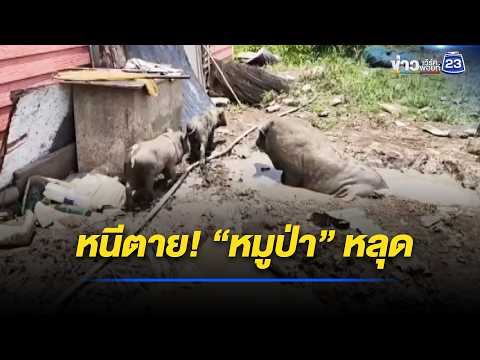 ป้าหนีตาย! “หมูป่า” หลุดวิ่งไล่รอบบ้าน l ตลาดข่าว - ข่าวเช้าเวิร์คพอยท์ l 22 พ.ค.69 thumbnail