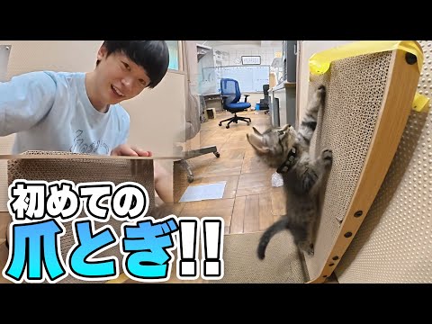 迷子のネコに爪とぎをプレゼント！！【猫生初】 thumbnail