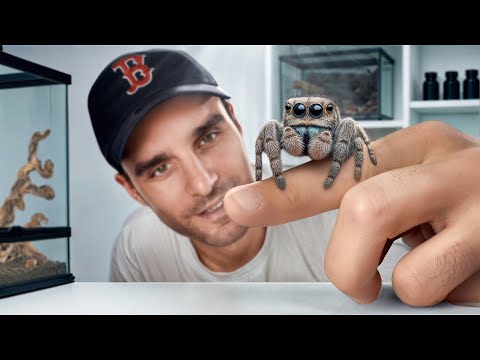 J'élève une étrange araignée ! (Elle est incroyable) thumbnail