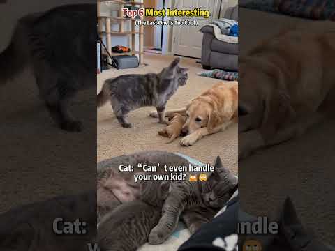#chihuahua #animalfunny #funnypets #funnyvideo #pitbull #cat #illustration #art #pov thumbnail