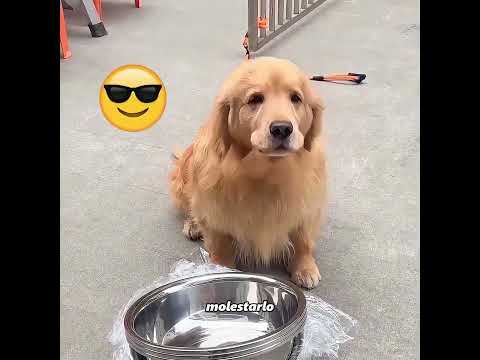 El amor entre el dueño y el perro se reveló en un momento de crisis thumbnail