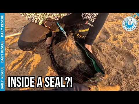 This Seal Was Trapped Inside ANOTHER Seal’s Skin! thumbnail