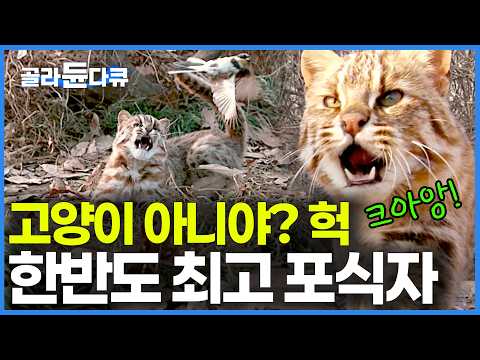 "고양이 아니다옹" 실제 카메라에 포착된 삵의 충격적인 사냥 실력｜귀여운 외모에 숨겨진 맹수의 살벌한 사냥 본능｜호랑이 없는 한반도 최고 포식자｜다큐프라임｜#골라듄다큐 thumbnail