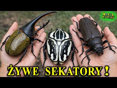 Przetną Gałąź, a Nawet Palec - Największe Chrząszcze Świata thumbnail