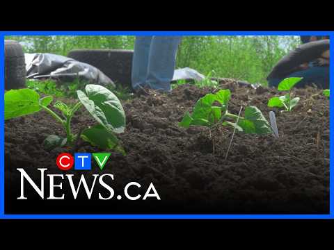 As city aims to develop Hippodrome site, gardeners continue producing Montreal melon thumbnail