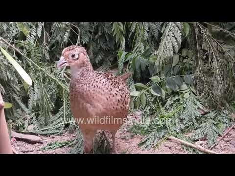 Two female Common or Ring-necked Pheasants in greenery at Wilderness Orchard in New Delhi thumbnail