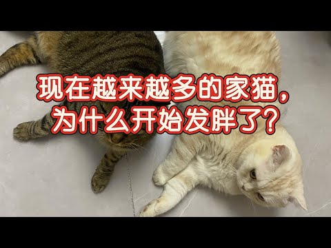 为什么现在越来越多的家猫，开始发胖了？#cat #喵哥是萌新 #貓咪日常 #养猫知识 #养猫经验分享  thumbnail