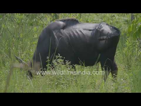Indian Gaur grazing peacefully inside dense forest habitat thumbnail
