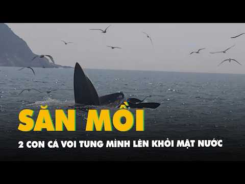 Cận cảnh 2 con cá voi liên tục tung mình lên khỏi mặt nước, há miệng săn cá ở Đắk Lắk thumbnail