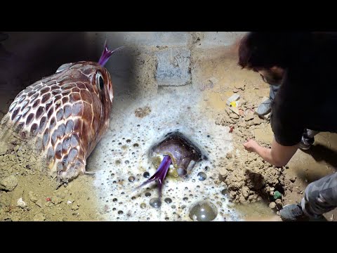 आइए इस वीडियो में देखते है की कोबरा सांप को कैसे रेस्क्यू किया गया? ??? Cobra Snake Rescue thumbnail