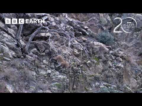 How Snow Leopards Survive on the Roof of the World | BBC Earth thumbnail
