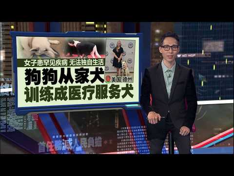 女子患罕见疾病无法独自生活   狗狗从家犬训练成医疗服务犬 | 新闻报报看 22/05/2026 thumbnail