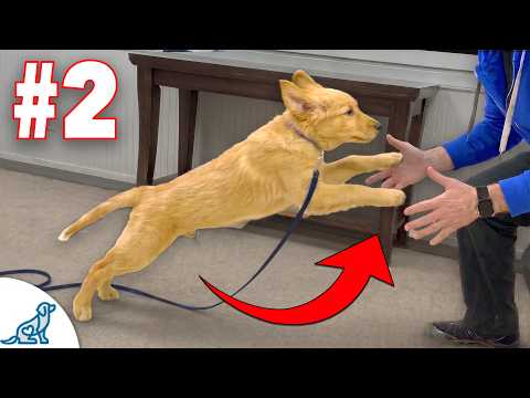 I Couldn't Survive Without Teaching My Dog These 5 Skills thumbnail