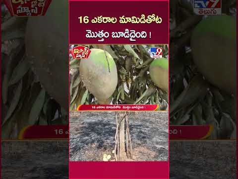 iSmart News : 16 ఎకరాల మామిడితోట  మొత్తం బూడిదైంది !  | Mahabubabad Mango Farm Fire Tragedy - TV9 thumbnail
