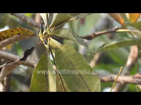 A Purple Sunbird observed at Wilderness Orchard in New Delhi thumbnail