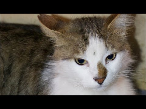 WE ARE SO BACK BABY. (EXPLORING ISTANBUL AND FEEDING CATS) thumbnail