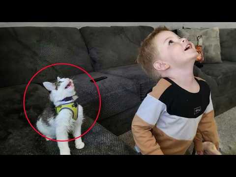 When Cats Start Imitating Baby ?? Funny Cat Moments thumbnail