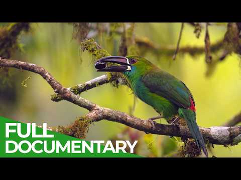 Wild Ecuador: Incredible Creatures from Amazon to Galápagos | Free Documentary Nature thumbnail