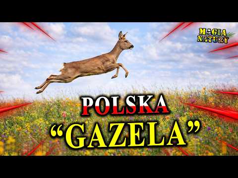 Turbo SARNA -  Ważny Element Polskiej Przyrody thumbnail