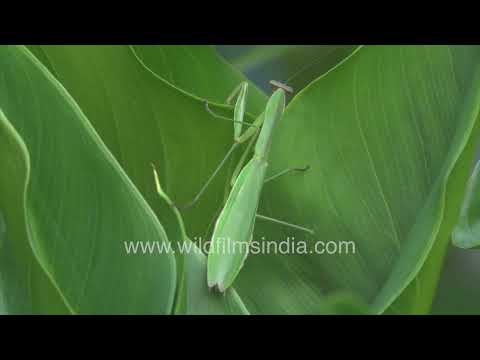 Nature’s master of camouflage — the Praying Mantis thumbnail