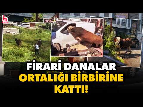 BU BAYRAM DA MANZARA DEĞİŞMEDİ! İşte Türkiye'nin dört bir yanından firari kurbanlık kovalamacası! thumbnail