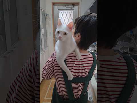 今のシロ。　 #猫のいる暮らし #保護猫 #猫 thumbnail