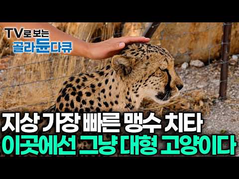 치타가 '골골송'까지? 여기서는 100m를 단 3초 만에 달리는 무시무시한 야생 치타가 사람을 만나자 덩치만 큰 '개냥이'로 변해 무한 애교를 부린다┃세계테마기행┃#골라듄다큐 thumbnail